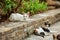 Stray cats relaxing at brick curb pavement in hotel resort