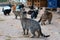 Stray cats on the street. A group of homeless and hungry street cats waiting for food from volunteers. Feeding a group of wild