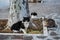 Stray Cats on the Streets of Burano, Venice, Italy