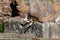 Stray cats sunbathing on top of the ruins of Roman columns at the Piazza Vittorio Emanuele II in Rome