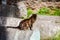 Stray cats sunbathing on top of the ruins of Roman columns at the Piazza Vittorio Emanuele II in Rome