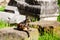 Stray cats sunbathing on top of the ruins of Roman columns at the Piazza Vittorio Emanuele II in Rome