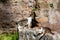 Stray cats sunbathing on top of the ruins of Roman columns at the Piazza Vittorio Emanuele II in Rome