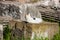 Stray cats sunbathing on top of the ruins of Roman columns at the Piazza Vittorio Emanuele II in Rome