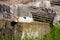 Stray cats sunbathing on top of the ruins of Roman columns at the Piazza Vittorio Emanuele II in Rome