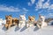 Stray cats on white building with blue sky in background