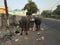 stray cattle on a road littered with rubbish