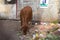 Stray cow is eating waste food