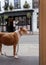 Stray dog abandoned on street outside shop waiting for its owner to return