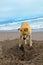 Stray dog at the beach in La Serena