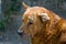 Stray dog with bent ear