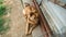 A stray dog in the cage behind the fence in the dog`s shelter in Asia