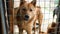 A stray dog in the cage behind the fence in the dog`s shelter in Asia