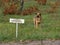 Stray dog in Chernobyl Exclusion Zone, Chernobyl.