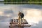 Stray dog is coming up quite close to the water edge. Biserovo lake, Moscow region.