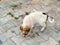 Stray dog cute puppy playing running in the lawn