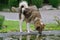 Stray Dog Drinking Water From the Pond