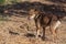 A stray dog eating flesh and licking its nose with closed eyes in the wild