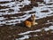 stray dog,in the field,standing well in the frame