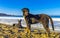 Stray dog gang group on sunny beach Puerto Escondido Mexico