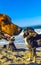 Stray dog gang group on sunny beach Puerto Escondido Mexico