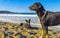 Stray dog gang group on sunny beach Puerto Escondido Mexico