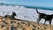 Stray dog gang group on sunny beach Puerto Escondido Mexico
