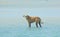 Stray Dog Hanging around on the Beach Enjoying the water