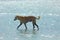 Stray Dog Hanging around on the Beach Enjoying the water