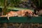 Stray Dog or Homeless dog lying down on floor