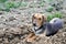 stray dog kaying on a fresh plowed land