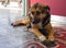 A stray dog lies on the entrance floor of a Greek tavern in Greece