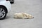 Stray dog lies between parked cars