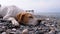 Stray Dog Lies on a Stone Shore of the Sea. Hungry, Wild and Unhappy homeless dog.