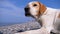 Stray dog lies on a stone shore of the sea. hungry, wild and unhappy homeless dog.