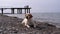 Stray dog lies on a stone shore of the sea. hungry, wild and unhappy homeless dog.