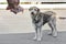 Stray dog looks at a piece of meat