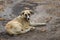 Stray dog lying on a ground at fall season and looking with hope