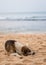 Stray dog lying on the sand on the beach of Sri Lanka