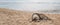 Stray dog lying on the sand on the beach of Sri Lanka