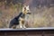 A stray dog near a railroad track against a forest background