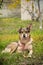 A stray dog with one raised ear and a clip in the other ear lies on the grass and sadly straight. closeup, copy space.