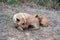 Stray dog and puppy sleeping lazy on hill