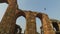 Stray dog in the Qutb Minar complex - India