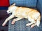 Stray dog red-haired white-colored sleeps on a braided gray blue chair closeup photo. Noise effect added