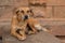 Stray dog is resting on a temple wall