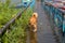 Stray dog running in the water on the flooded sidewalk in Pokhara, Nepal