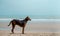 Stray Dog on the Sand Beach. Looking away. World Pet Day
