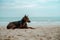 Stray Dog on the Sand Beach. Looking away. World Pet Day