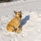 Stray dog with scars received in street dog fights relaxing under winter sun while sitting on the snow